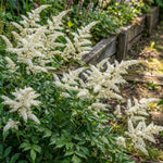 Astilbe × arendsii - ‘Brautschleier’ - Harding & Bloom