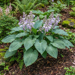 Hosta - ‘Halcyon’ - Harding & Bloom