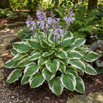 Hosta - ‘Patriot’ - Harding & Bloom