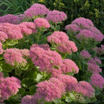 Hylotelephium (Herbstfreude Group) - ‘Herbstfreude’ (Ice Plant) - Harding & Bloom