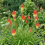 Kniphofia uvaria (Red Hot Poker) - Harding & Bloom