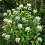Monarda - ‘Schneewittchen’ (Bee Balm) - Harding & Bloom