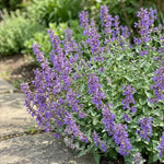 Nepeta × faassenii - ‘Walker's Low’ (Catmint) - Harding & Bloom