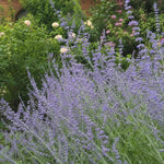 Salvia - ‘Blue Spire’ (Russian Sage) - Harding & Bloom