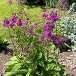 Verbascum phoeniceum (Mullein) - Harding & Bloom