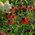 Helenium - ‘Moerheim Beauty’ (Sneezeweed) - Harding & Bloom