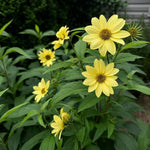 Helianthus - ‘Lemon Queen’ (Perennial Sunflower) - Harding & Bloom