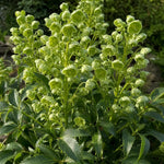 Helleborus argutifolius (Holly-Leaved Hellebore) - Harding & Bloom