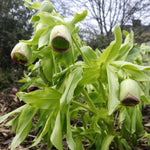 Helleborus foetidus (Stinking Hellebore) - Harding & Bloom