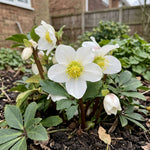 Helleborus niger (Christmas Rose) - Harding & Bloom