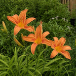 Hemerocallis fulva (Daylily) - Harding & Bloom