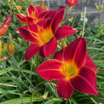 Hemerocallis - ‘Stafford’ (Daylily) - Harding & Bloom