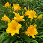 Hemerocallis - ‘Stella de Oro’ (Daylily) - Harding & Bloom