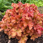 Heuchera - ‘Marmalade’ (Coral Bells) - Harding & Bloom