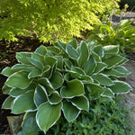 Hosta - ‘Francee’ - Harding & Bloom
