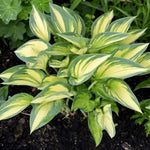 Hosta - ‘June’ - Harding & Bloom