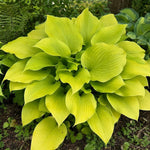 Hosta - ‘Sum and Substance’ - Harding & Bloom