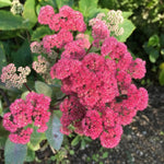 Hylotelephium - ‘Red Cauli’ (Ice Plant) - Harding & Bloom
