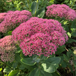 Hylotelephium spectabile (Ice Plant) - Harding & Bloom