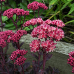 Hylotelephium telephium (Atropurpureum Group) - ‘Purple Emperor’ (Orpine) - Harding & Bloom