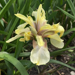 Iris foetidissima (Stinking Iris) - Harding & Bloom