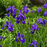 Iris sibirica - ‘Caesar's Brother’ - Harding & Bloom