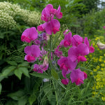 Lathyrus latifolius (Perennial Sweet Pea) - Harding & Bloom