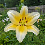 Lilium 'Conca d’Or' – lily bulbs, main product photo (Harding & Bloom)