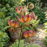 Lilium 'Arabian Knight' (Martagon Lily) - Harding & Bloom