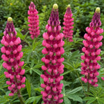 Lupinus - ‘My Castle’ (Lupin) - Harding & Bloom