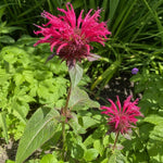 Monarda - ‘Fireball’ (Bee Balm) - Harding & Bloom