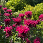 Monarda - ‘Raspberry Wine’ (Bee Balm) - Harding & Bloom