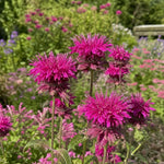 Monarda - ‘Scorpion’ (Bee Balm) - Harding & Bloom