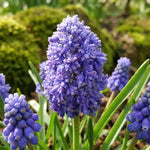 Muscari 'Blue Spike' (grape hyacinth 'Blue Spike) - Harding & Bloom