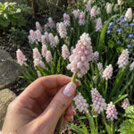 Grape Hyacinth 'Pink Sunrise' (Muscari) - Harding & Bloom
