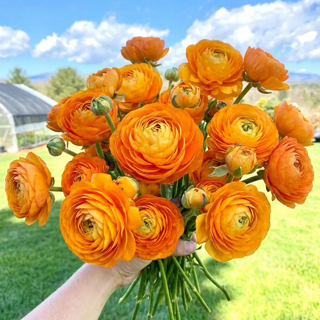 Ranunculus 'Orange' (Persian buttercup)