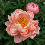 Paeonia 'Coral Charm' - Harding & Bloom