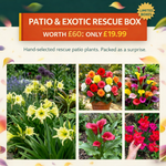 Patio & Exotic Rescue Box - £60 of Plants for £19.99 - Harding & Bloom