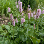 Persicaria bistorta - ‘Superba’ (Bistort) - Harding & Bloom
