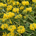 Phlomis russeliana (Jerusalem Sage) - Harding & Bloom