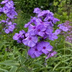 Phlox paniculata - ‘Blue Paradise’ - Harding & Bloom