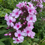 Phlox paniculata - ‘Bright Eyes’ - Harding & Bloom