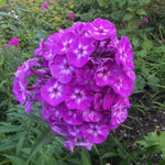Phlox paniculata - ‘Laura’ - Harding & Bloom