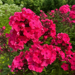 Phlox paniculata - ‘Starfire’ - Harding & Bloom