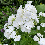 Phlox paniculata - ‘White Admiral’ - Harding & Bloom