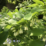 Polygonatum multiflorum (Solomon's Seal) - Harding & Bloom