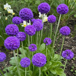 Primula denticulata (Drumstick Primrose) - Harding & Bloom