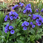 Pulmonaria - ‘Blue Ensign’ (Lungwort) - Harding & Bloom