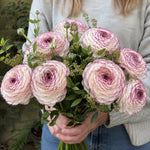 Ranunculus 'Elegance® Bianco Striato' - Harding & Bloom