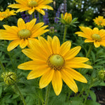 Rudbeckia hirta - ‘Prairie Sun’ (Black-Eyed Susan) - Harding & Bloom